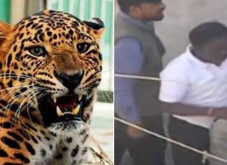 पारडीच्या बिबट्याला कसे पकडले? नागरिकांनी अनुभवला थरार